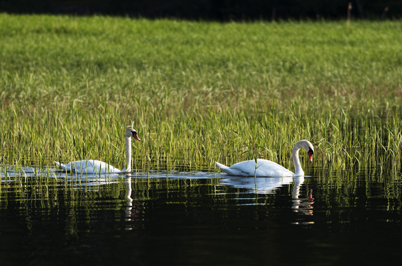 Joutsenet3 800px.jpg - Am I still beautiful?